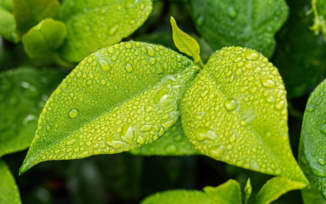 Zomers groen met dauwdruppels